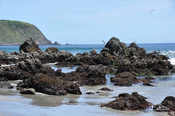 Pássaros sobrevoam rochedo na playa Gabún, no noroeste da ilha de Chiloé, no sul do Chile